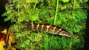 Pulch bitka: obsah v akváriu, fotografia